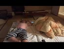 睡眠時無呼吸症候群のジンギスカンが CPAP（シーパップ）を着用して入眠 → 途中でCPAP（シーパップ）を外してしまう