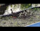 かわしまVlog  江川せせらぎ遊歩道編