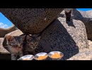【猫島】テトラポット暮らしの猫家族へ、ちゅーるを届けに行ってみた！
