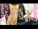 見送った猫たちの魂、子猫たちを見守る