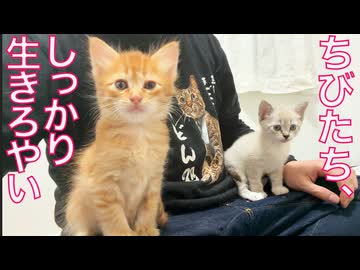 見送った猫たちの魂、子猫たちを見守る
