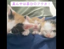 子猫3匹、ケルベロスになる