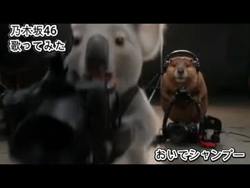 乃木坂46　おいでシャンプー　歌ってみた カラオケLive 本人ズ