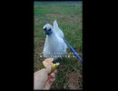 ニワトリショート「無花果を食べるコッコ達。」