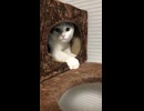 力強い伸び