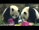 PandapiaLive_2026_07_23