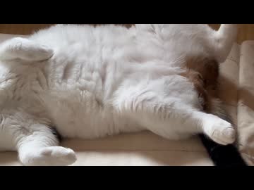ごきげんくん