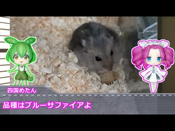 ずんだもんと四国めたんのハムスター解説なのだ！