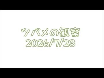 つばめの観察2026No031