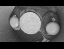 7月24日 目玉焼きを作るを作る