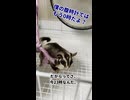 「そこをなんとか…」飼い主の説教に首を振って反論するフクロモモンガが賢すぎる #おつモモンガ  #shorts