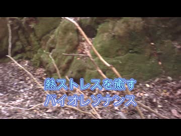 熱ストレスを癒すバイオレゾナンス。熱中症、夏バテ。