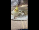 プラケースから出たくてウロウロしちゃうピーすけちゃん□