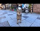 【猫が話しかけてきた!?】漁港の街で出会ったおしゃべり猫をナデナデしてきた