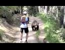 ホモと見る山でクマと出会ってしまったときの対処法