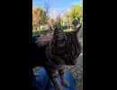公園のベンチには誰か人が座るのを待っている猫がいます