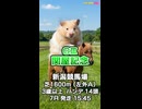 【馬番発表後2番目位に早い競馬予想】ＧⅢ #関屋記念 AIみかん 予想担当はCocoんco きのこ 栽培マンの推奨馬3頭で好配当的中目指します《#競馬楽部LOVE》通算Vol.443