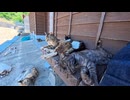 【猫島】暑さで猫たちがフェリー乗り場の日陰で伸びきってた…癒やされる