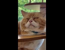 キャットタワーでくつろぐ推し猫のブンブン