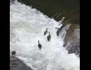最後の1羽を待つ母、その頃兄弟は…【カルガモ親子】