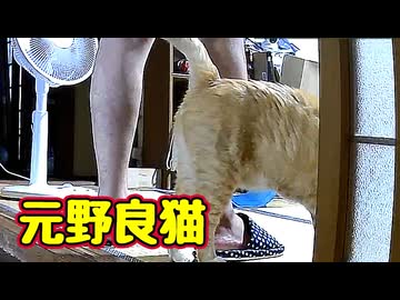 はじめての すりすり【元野良猫】