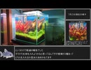水草水槽立ち上げR・T・A（リアル・立ち上げ・アクアリウム）Part.3