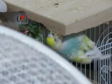 下からかじるインコ 上にキンカチョウ ２０２７　７　２４