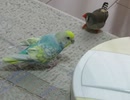 つかず離れずと思いきや…インコとキンカチョウ2027 7 24