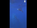 シャチに突っ込まれたマンボウ、文字通りの"粉砕"