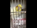 【緊急】ハチヲが朝から奇行に走った理由…□w