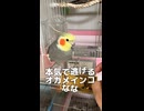 本気で逃げるオカメインコが可愛すぎてコメントが渋滞する件www