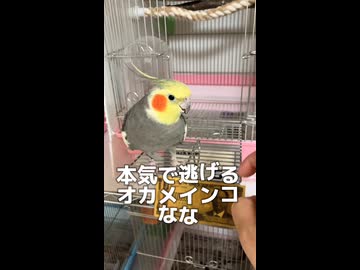 本気で逃げるオカメインコが可愛すぎてコメントが渋滞する件www