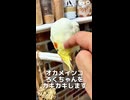 ブチ切れてクールに自力で帰るオカメインコが人間臭すぎる件www