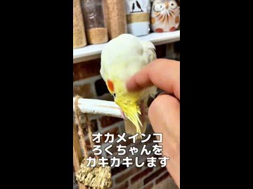 ブチ切れてクールに自力で帰るオカメインコが人間臭すぎる件www