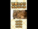 猫はそこに何があろうと関係ないのさ