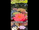 【お写んぽ！！】草津市立水生植物公園みずの森の水蓮！！