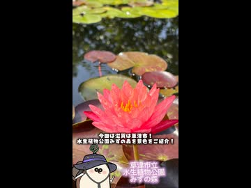 【お写んぽ！！】草津市立水生植物公園みずの森の水蓮！！