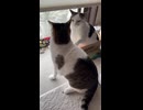決定打