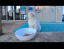 頭にλ模様の白猫ちゃん、今日もフェリー乗り場へ晩ごはん！常連猫がかわいすぎる