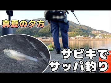猛暑でも魚釣りがしたい！夕方のサビキ釣りでサッパを狙う【延べ竿釣行記】