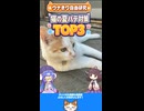 ウナきり自由研究「猫の夏バテ対策TOP3」