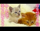 巣立った子猫たち、離れた母猫を想う