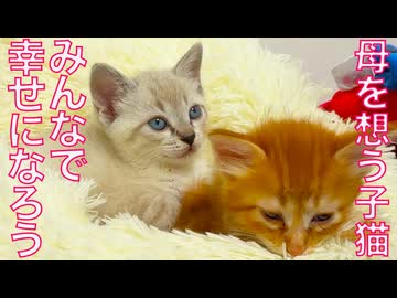 巣立った子猫たち、離れた母猫を想う