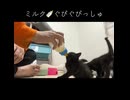 黒イモ子猫、先生の尻で遊ぶ