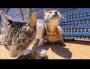 【尊い】防波堤の猫家族！ママ猫二人組にもちゅーるをお届けしてきた