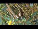 木に登っている島猫さん