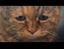 ホモと見る限界突破した悲しそうな猫