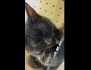 すやすやコハク