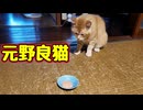 まさかの ちゅ〜るに ビックリする【元野良猫】
