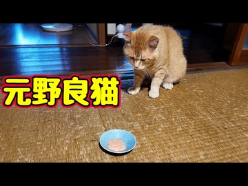 まさかの ちゅ〜るに ビックリする【元野良猫】